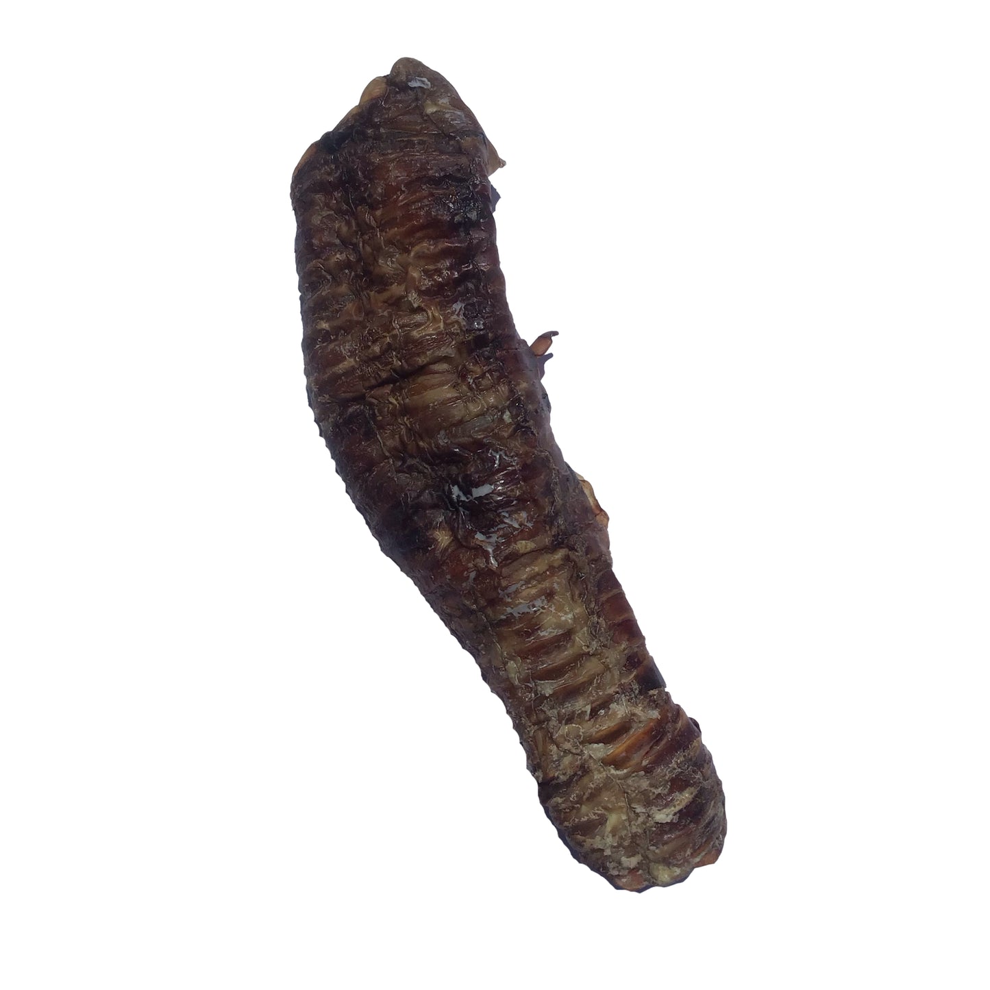 Bison Trachea - LRG