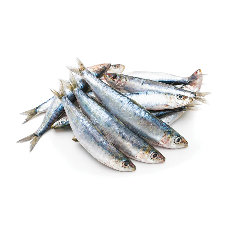 IWR - Sardines
