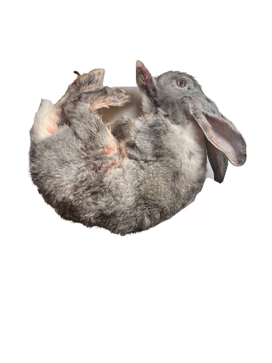 Rabbit - Whole/ lb - Ontario Wild Pet Shop